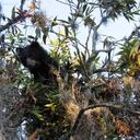 Pensilvania fue rescatada por varias entidades ambientales y luego fue reubicada en el Santuario del Oso de Anteojos de la Fundación Bioandina.