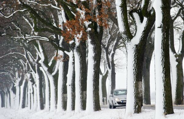 Un carro transita por una calle que está rodeada de robles, cerca de Petersdorf en Alemania. (AP)