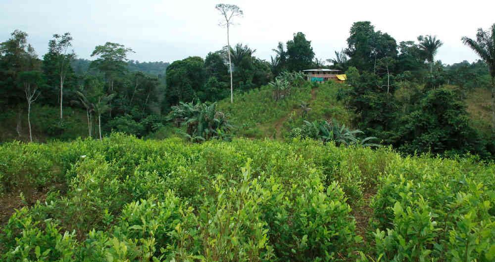 Récord histórico de cultivos de coca y aumento en el consumo de drogas en menores