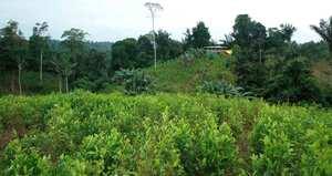 Récord histórico de cultivos de coca y aumento en el consumo de drogas en menores