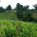 Récord histórico de cultivos de coca y aumento en el consumo de drogas en menores