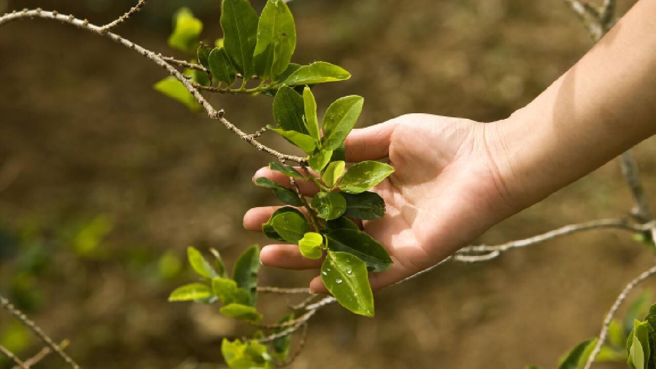 El aval en el que Stepan Company puede transformar la hoja de coca también ampara a un fabricante de opioides.