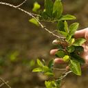 El aval en el que Stepan Company puede transformar la hoja de coca también ampara a un fabricante de opioides.