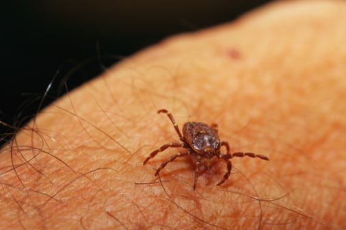 El 10,4 % de los pacientes estudiados presentó evidencia del nuevo virus