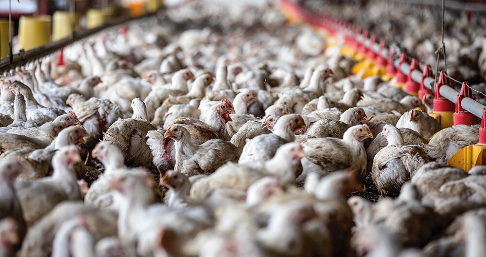 Gallinas en una granja industrial de huevos.