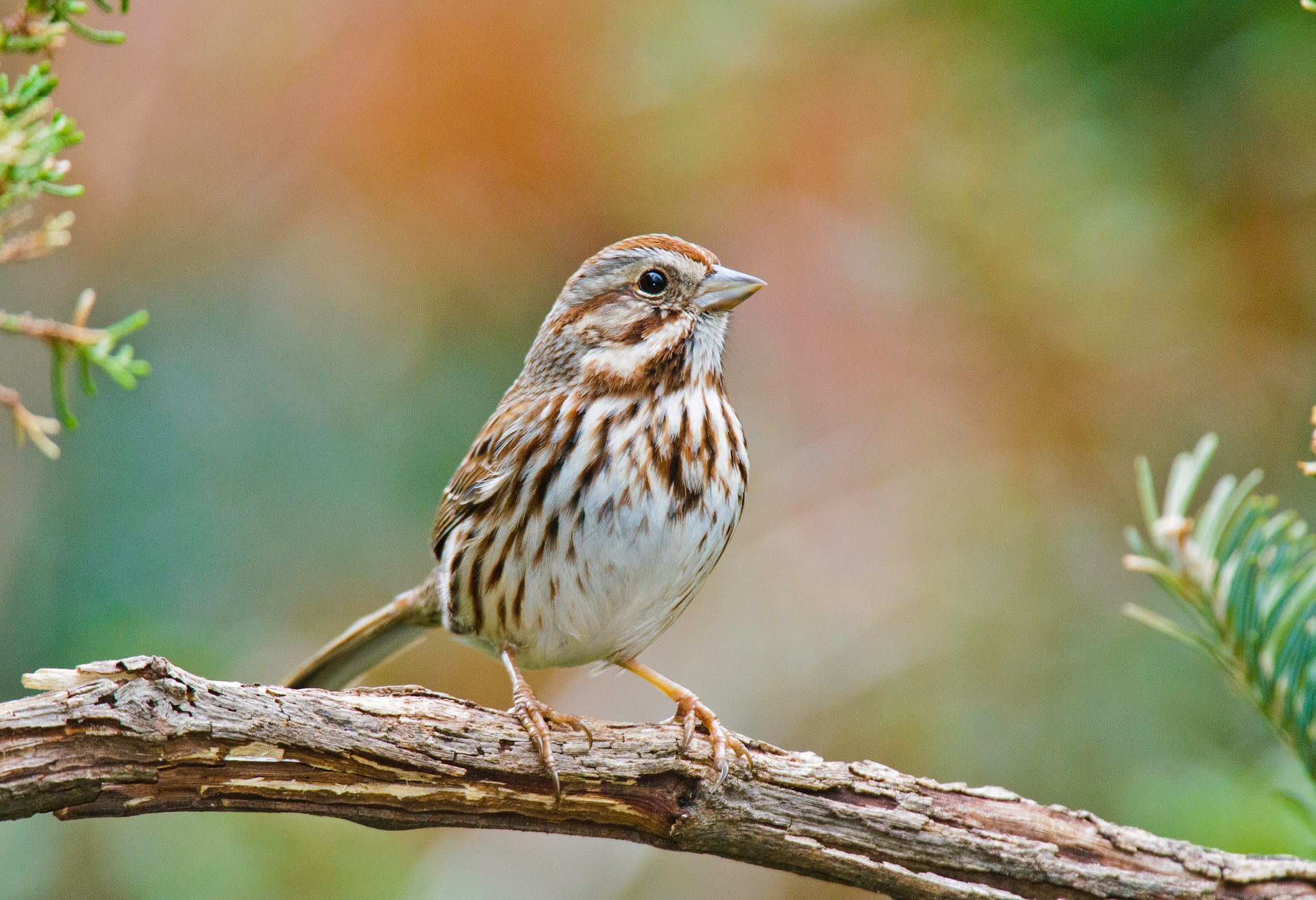 Investigaciones recientes indican que algunas aves reducen la absorción de radiación en zonas calientes.