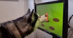 Videojuegos para perros