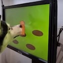 Videojuegos para perros