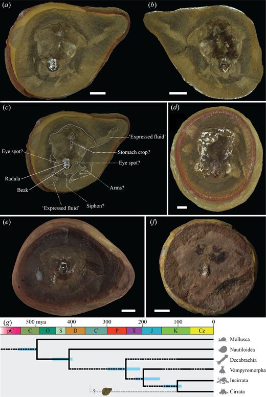 El fósil Pohlsepia mazonensis, de unos 300 millones de años, fue considerado durante décadas como el pulpo más antiguo conocido.