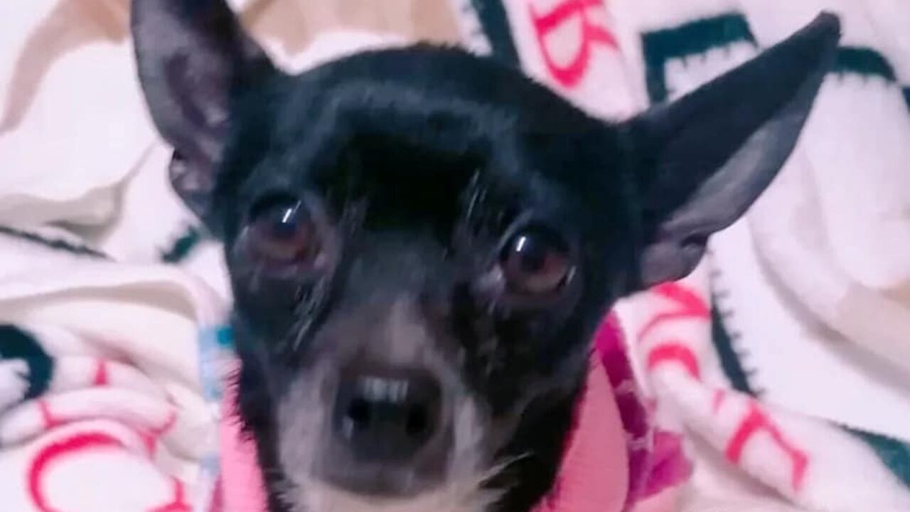 Chicharito, el perrito que murió por el miedo a la pólvora.