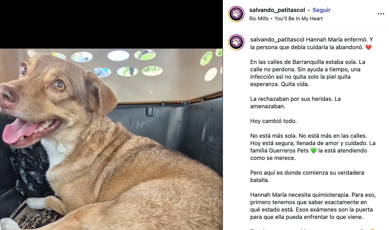 La desgarradora historia de Hannah María, perrita abandonada en Barranquilla.
