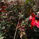 Producción y comercialización de flores en Tocancipá Ayurá S.A.S.
Feb 3 del 2021
Foto Guillermo Torres Reina / Semana
