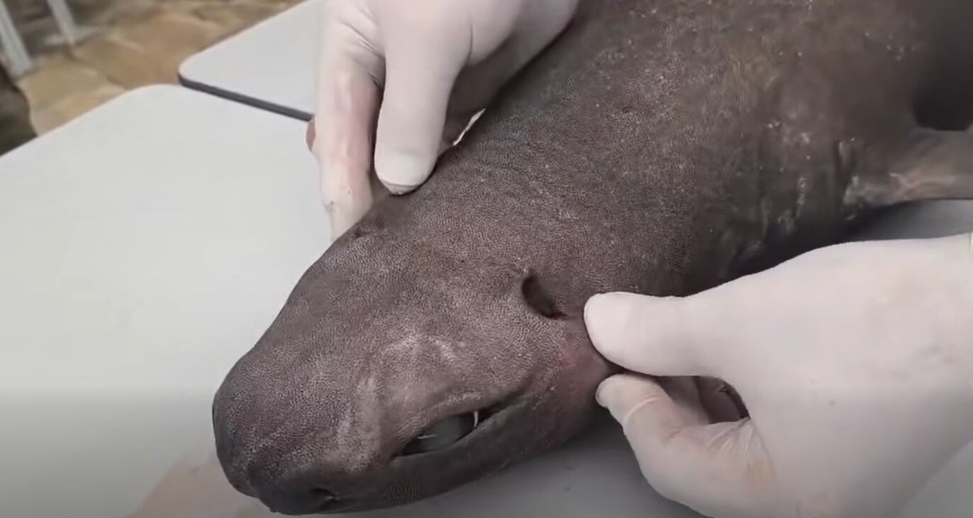 El hallazgo permitió estudiar a un tiburón que normalmente vive a miles de metros bajo el mar.