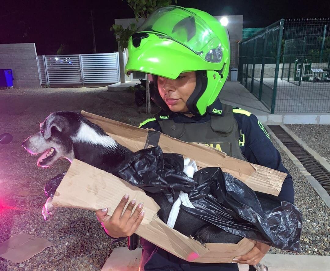 "La Chanda", es una víctima de maltrato animal