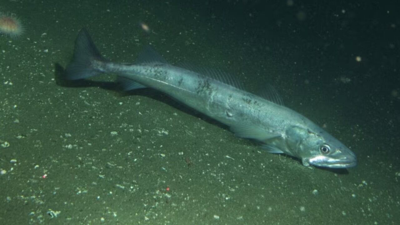 El calentamiento del océano reduce la talla de madurez de la merluza europea, según el IEO.