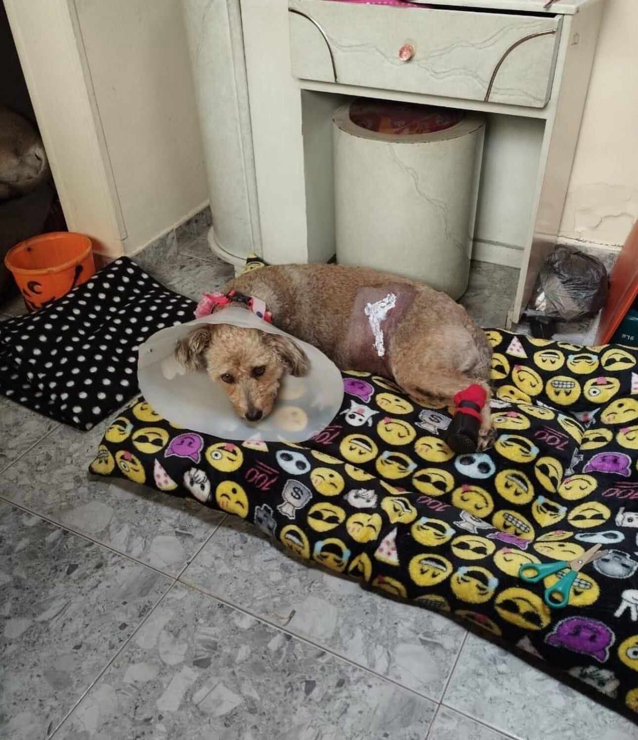 Perro herido en Bogotá por estos pines