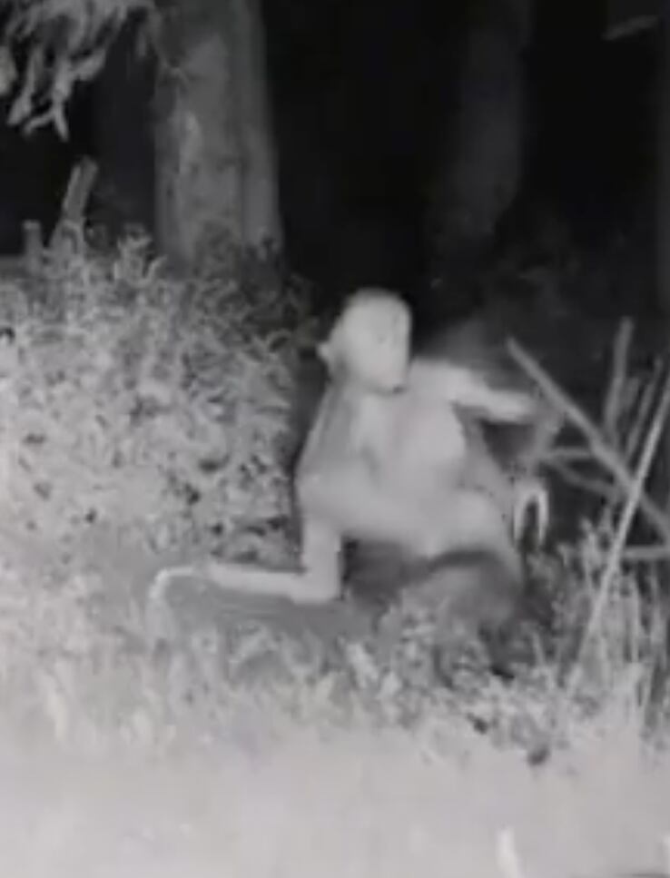 Una persona en Las Vegas alertó a la policía sobre la presencia de estas extrañas criaturas en el patio de su casa.