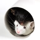 No significa lo mismo soñar con una rata blanca que con una negra.