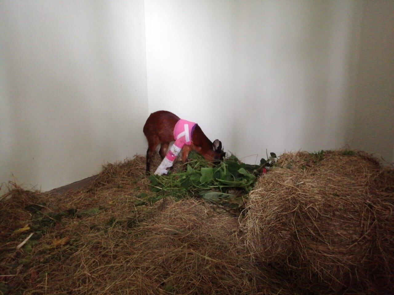 Venado hallado en Bogotá