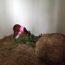 El animal fue sometido a una segunda cirugía en la que le amputaron parte de una de sus extremidades.