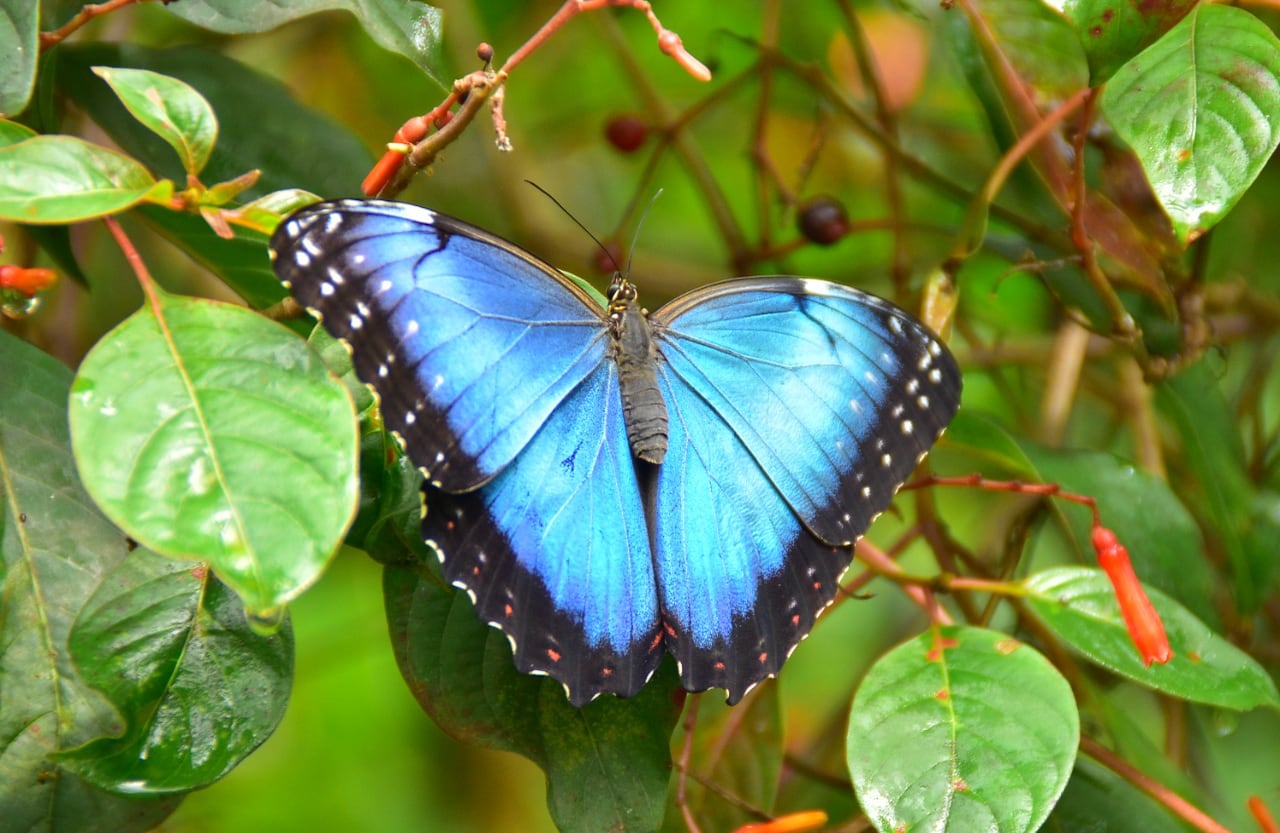 Morpho peleides. Es una de las especies más grandes que existen. Los machos suelen ser territoriales y patrullan grandes distancias en busca de las hembras, por eso pueden verse sobrevolando quebradas, claros, bordes de bosque y caminos. En Colombia, tres jardines botánicos en Cali, Putumayo y Calarcá, en Quindío, realizan un trabajo de conservación. Este último cuenta con 185 especies de mariposas diurnas, que representan el 1 por ciento de todo el planeta. Jardín Botánico del Quindío