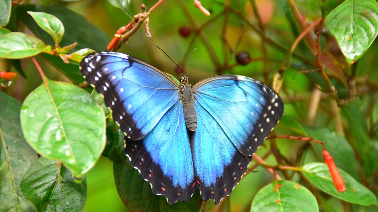 El mariposario es uno de los atractivos del Jardín Botánico del Quindío.
