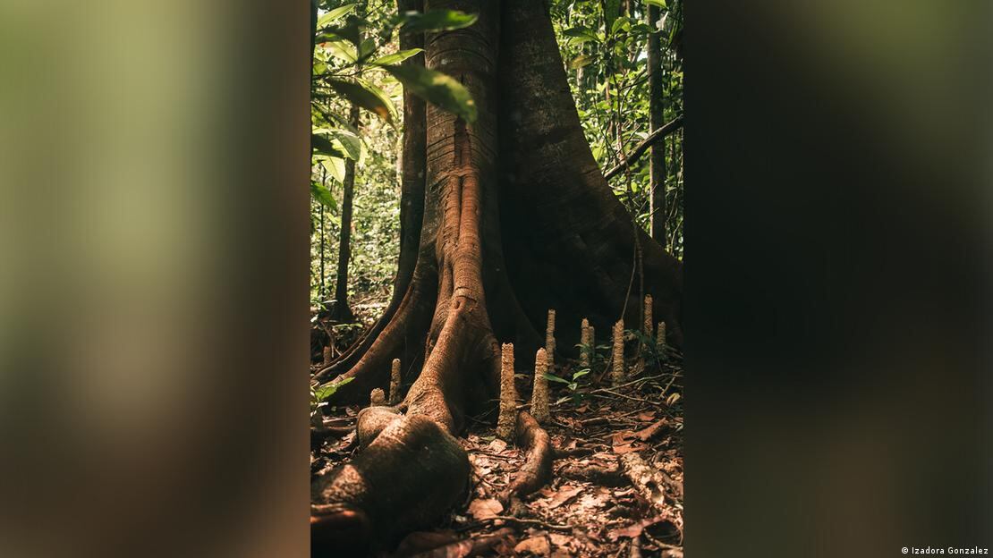 Las estructuras podrían actuar como sistemas naturales de ventilación para las cigarras.