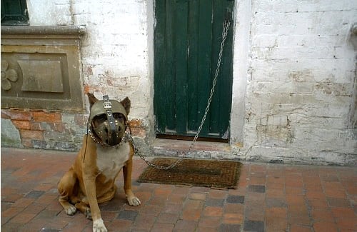 Cinomaquia / Aficionado

La Candelaria,  Bogotá. Cada vez son más comunes las peleas clandestinas de perros. Sus amos enfrentan estos  canes en peleas sangrientas convirtiéndolos en fieras agresivas. Paradójicamente, este luchador observa sereno a través de su máscara. 
