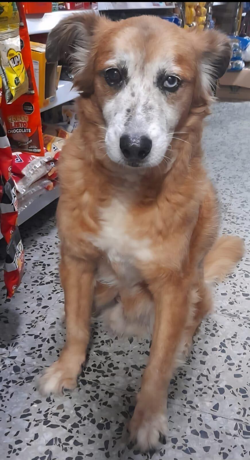 Este es Mono, desapareció el 25 de agosto en Bosa La Esperanza