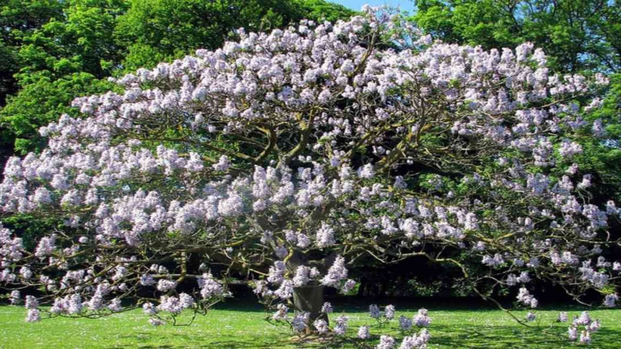 El kiri es un árbol maderable y altamente rentable. Foto: Linda de Volder- Diálogo Chino.