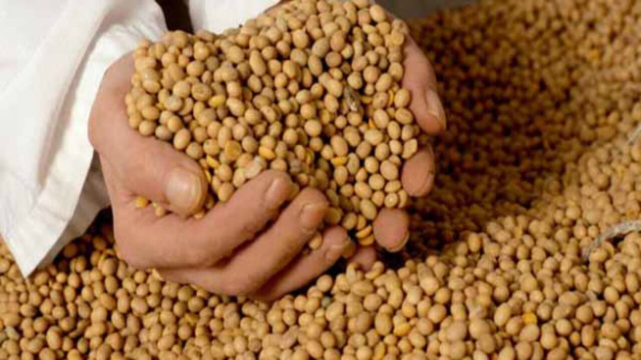 Soya transgénica.