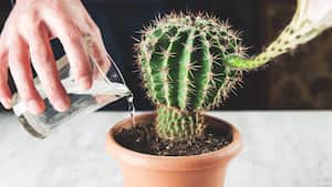 Este es el tiempo en el que hay que regar un cactus.