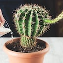 Este es el tiempo en el que hay que regar un cactus.