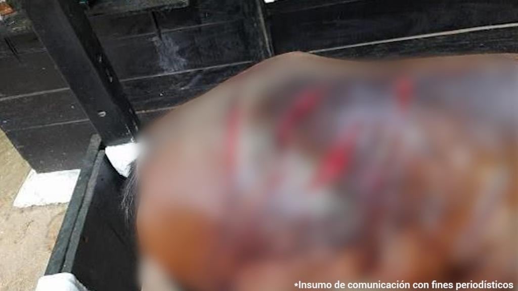 La violencia contra los animales en el país no para. Un indignante hecho ocurrió en un criadero de caballos de la vereda La Mesita de San Juan en Rioseco, Cundinamarca. Un hombre identificado como Yeferson Humberto González Quiroga sería el responsable de atacar con arma cortopunzante en 14 oportunidades a una yegua en estado de gestación.