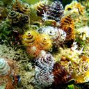 Los corales son unos de los ecosistemas de mayor importancia del planeta. Foto: Izumi Tsurita/PNN