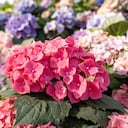 Las hortensias son de las flores más atractivas para tener en el hogar.