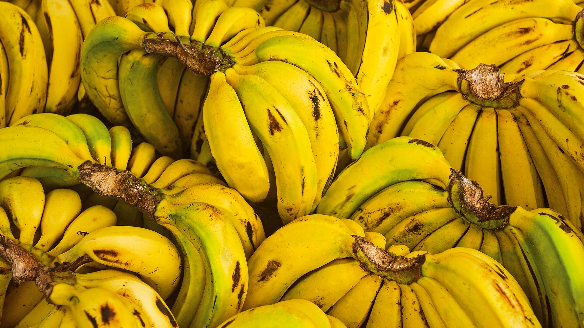 NO USAR, USO EXCLUSIVO MEJOR COLOMBIA, Especial Mejor Colombia, Sectores