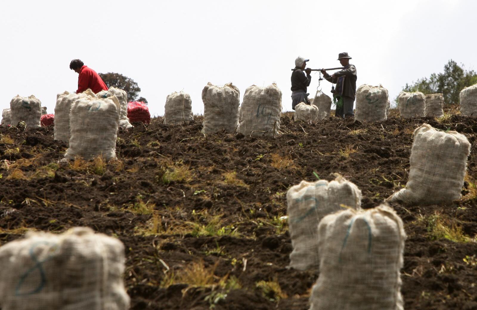Productores papa - Foro Colombia Rural