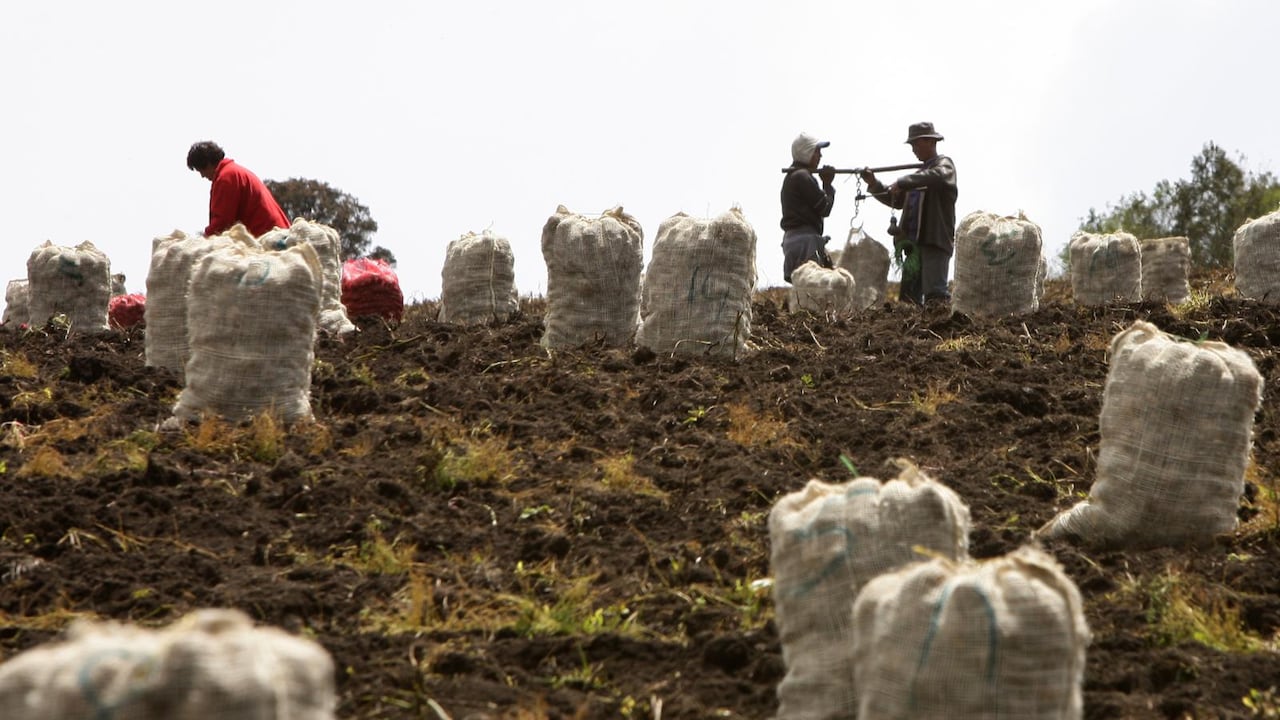 Productores papa - Foro Colombia Rural