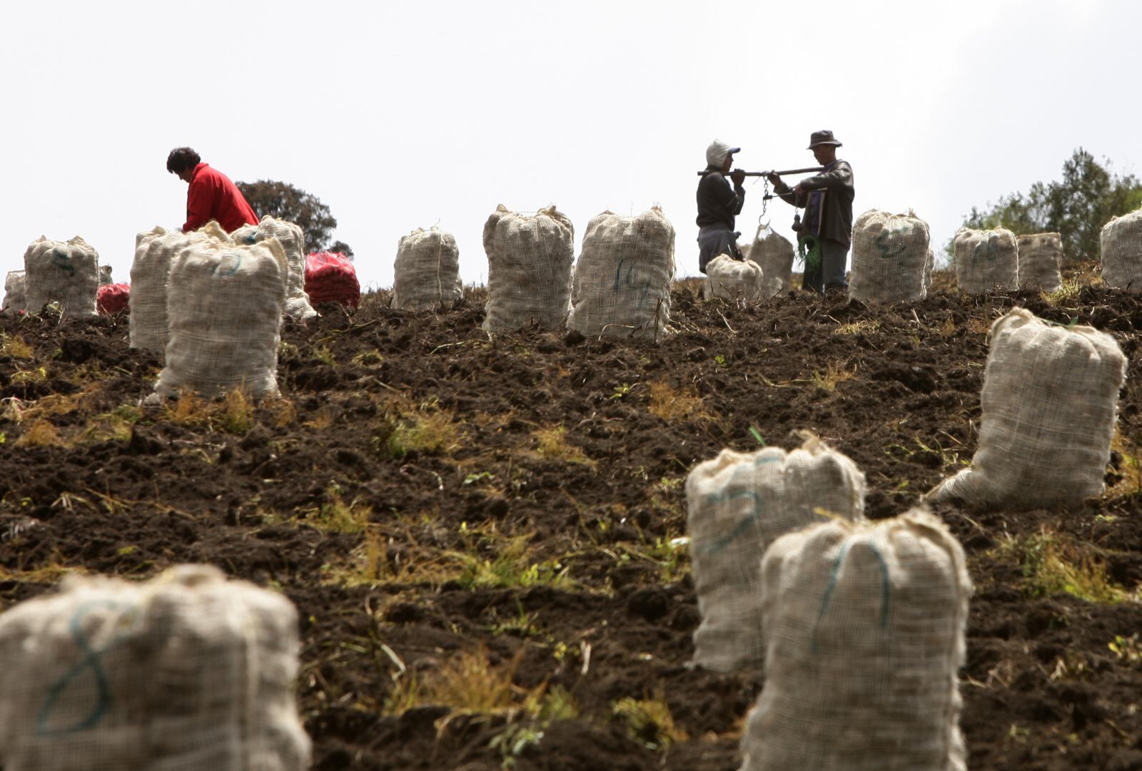Productores papa - Foro Colombia Rural