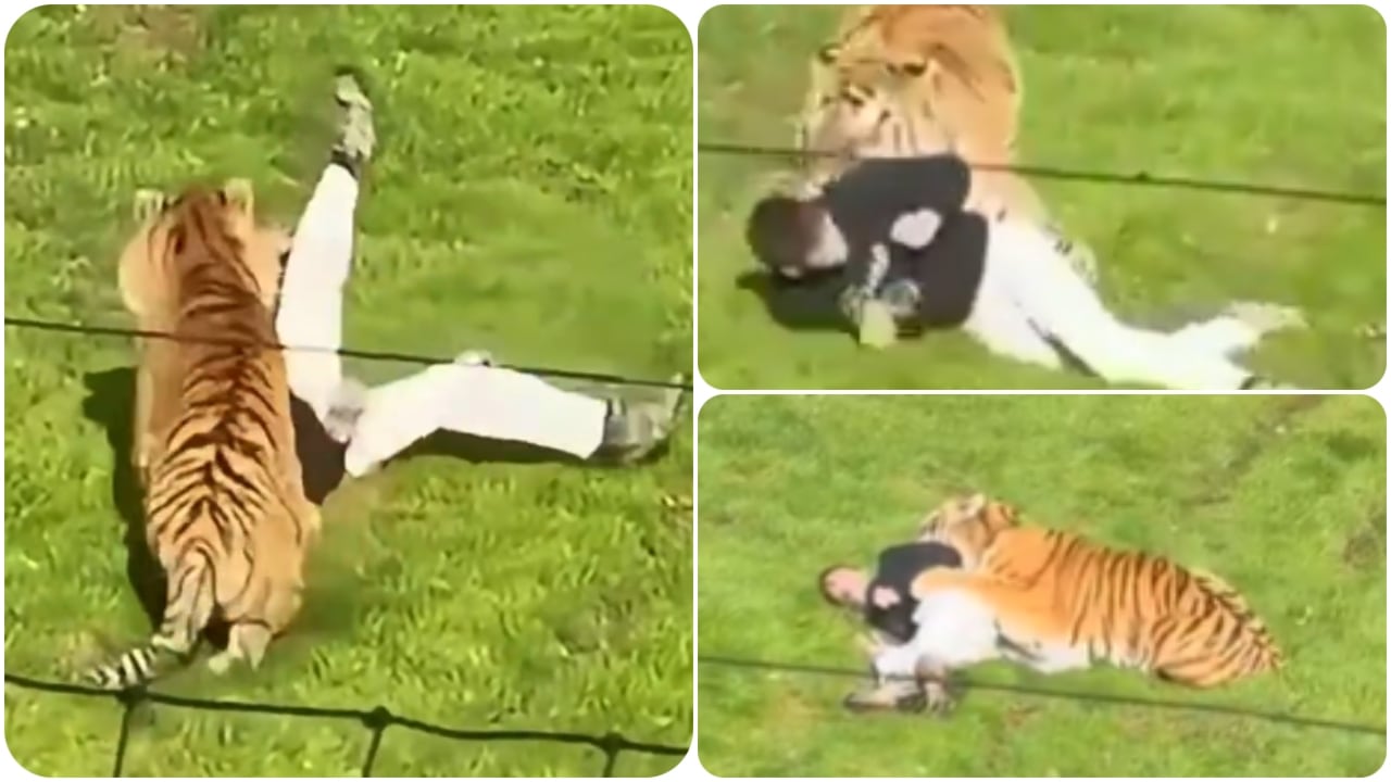Hombre es atacado por un tigre en un zoológico de Inglaterra