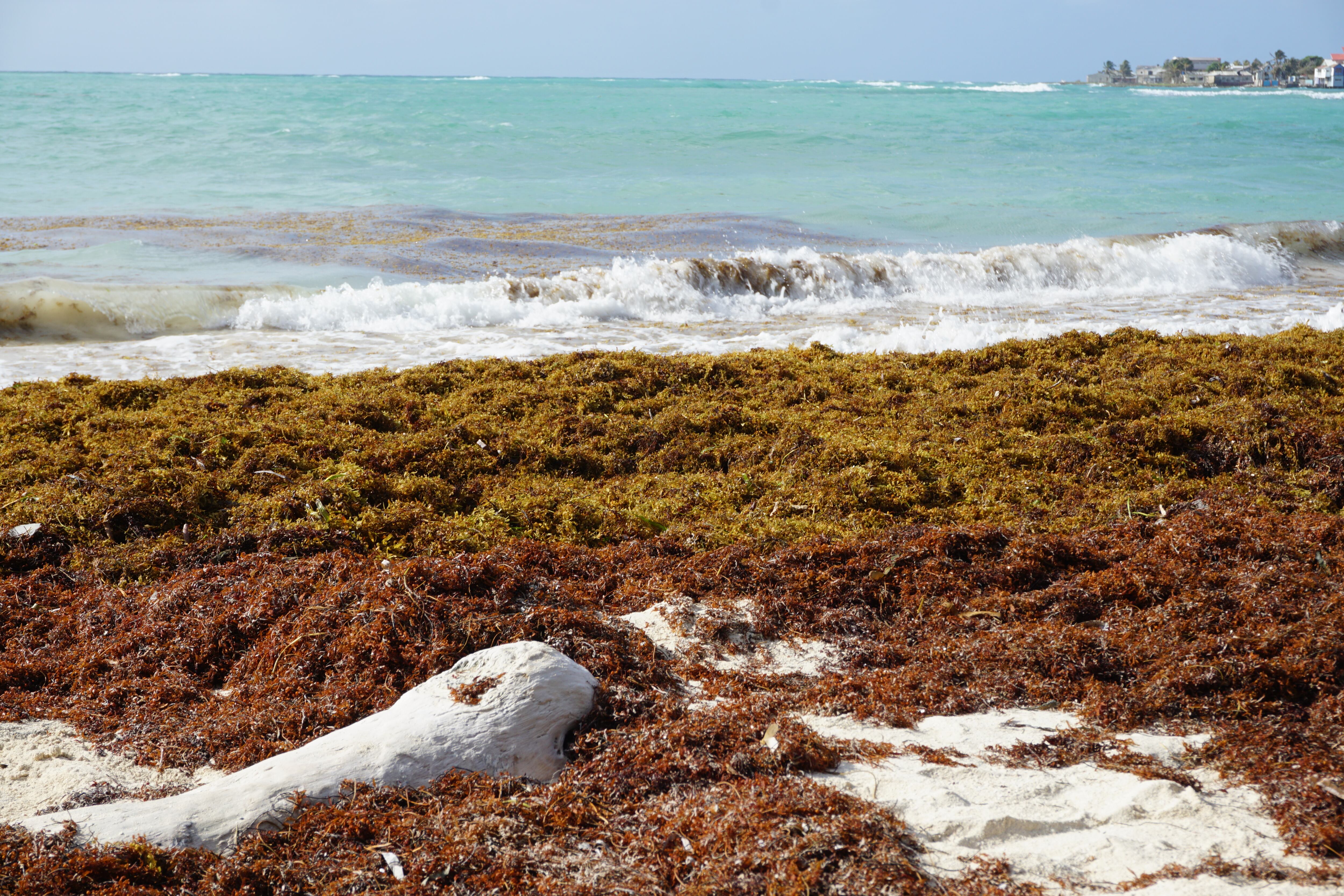 Es zona clave para la reproducción de peces pelágicos y hábitat de tortugas marinas.