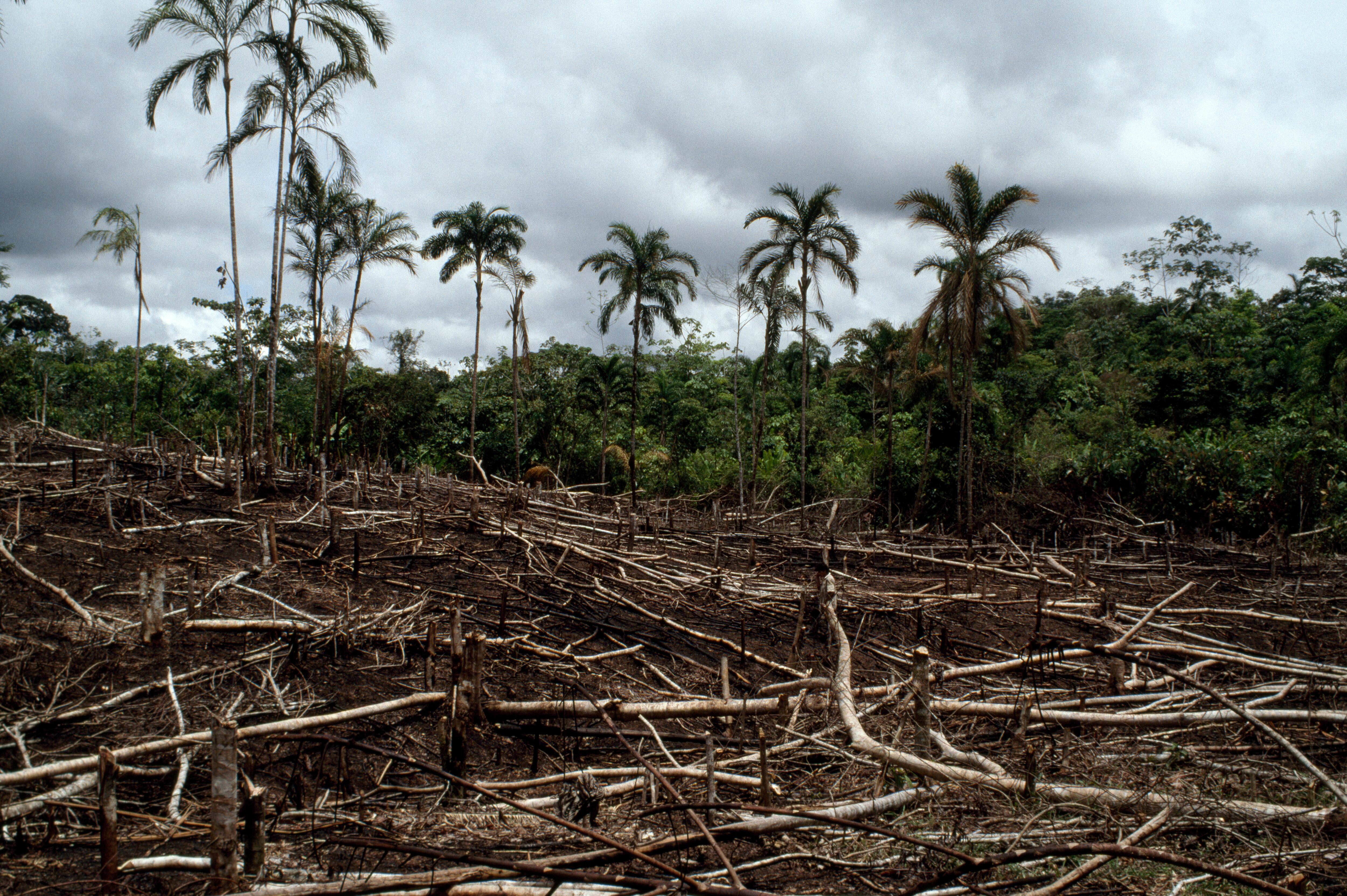 La selva del Amazonas ha sufrido grandes incendios forestales para realizar ganadería.