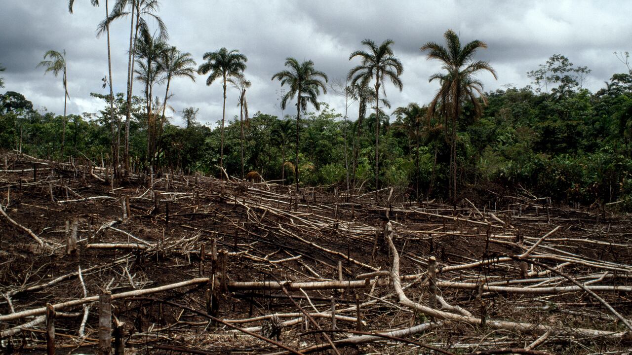 La selva del Amazonas ha sufrido grandes incendios forestales para realizar ganadería.