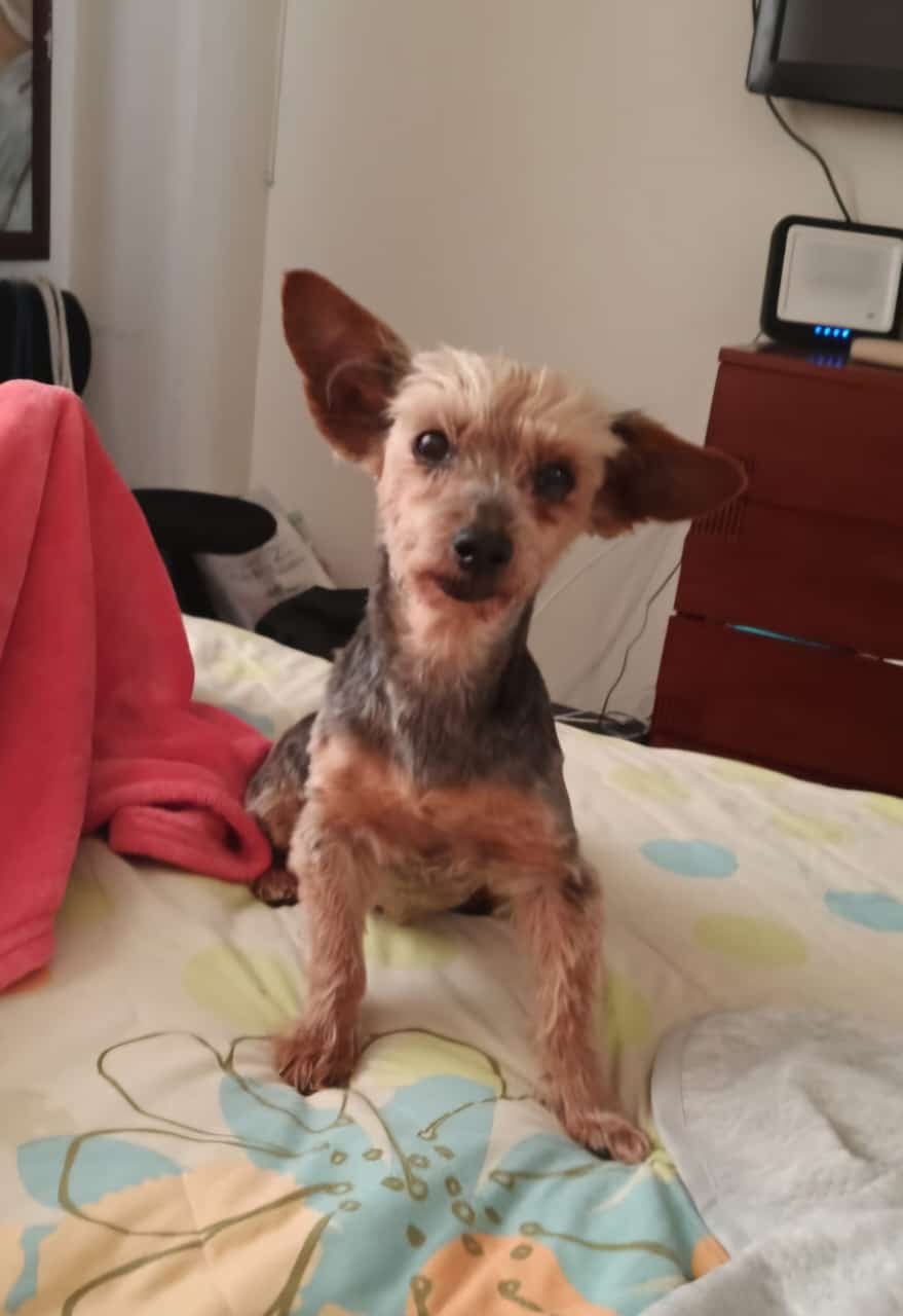 El perrito de 14 años sufre de su vista, recibe medicamento especial para ello.