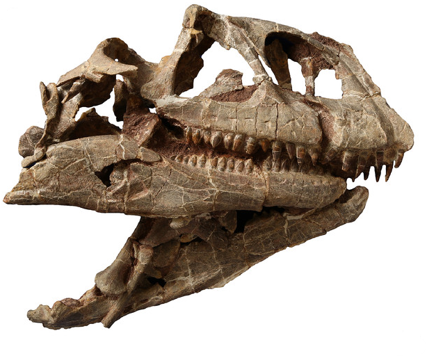 El análisis de un fósil chino reveló una especie inédita de sauropodomorfo.