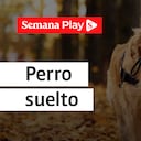 Perro suelto | Rodrigo Arenas en EduCANdo Manadas