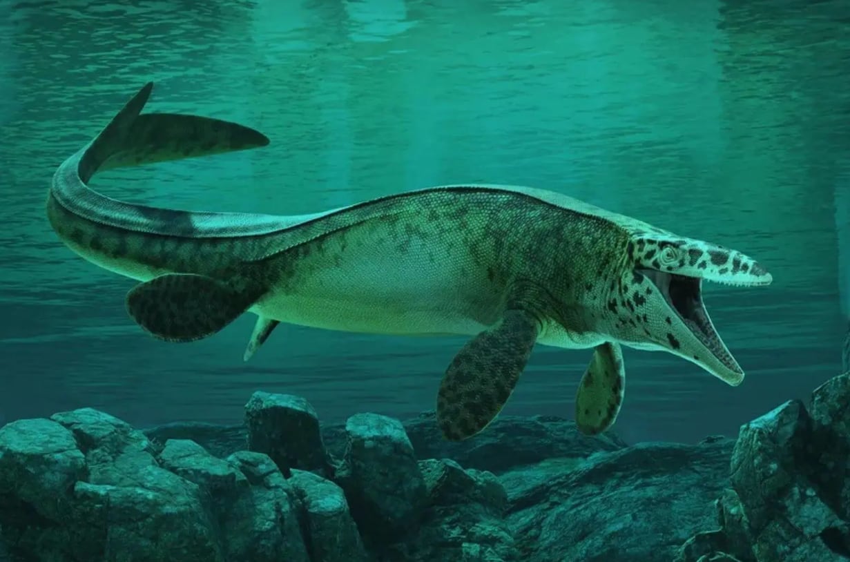 La investigadora Amelia Zietlow recorrió 22 museos para resolver el misterio de los fósiles del Tylosaurus rex.