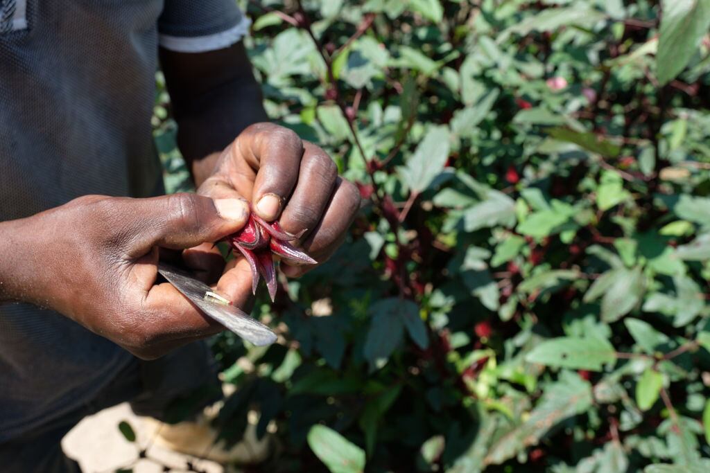 Una persona quitando el corazón del cáliz de hibisco el 25 de septiembre de 2018 en la isla Bunjako, distrito de Mpigi, Uganda. (Foto de Camille Delbos/Art In All of Us/Corbis vía Getty Images)