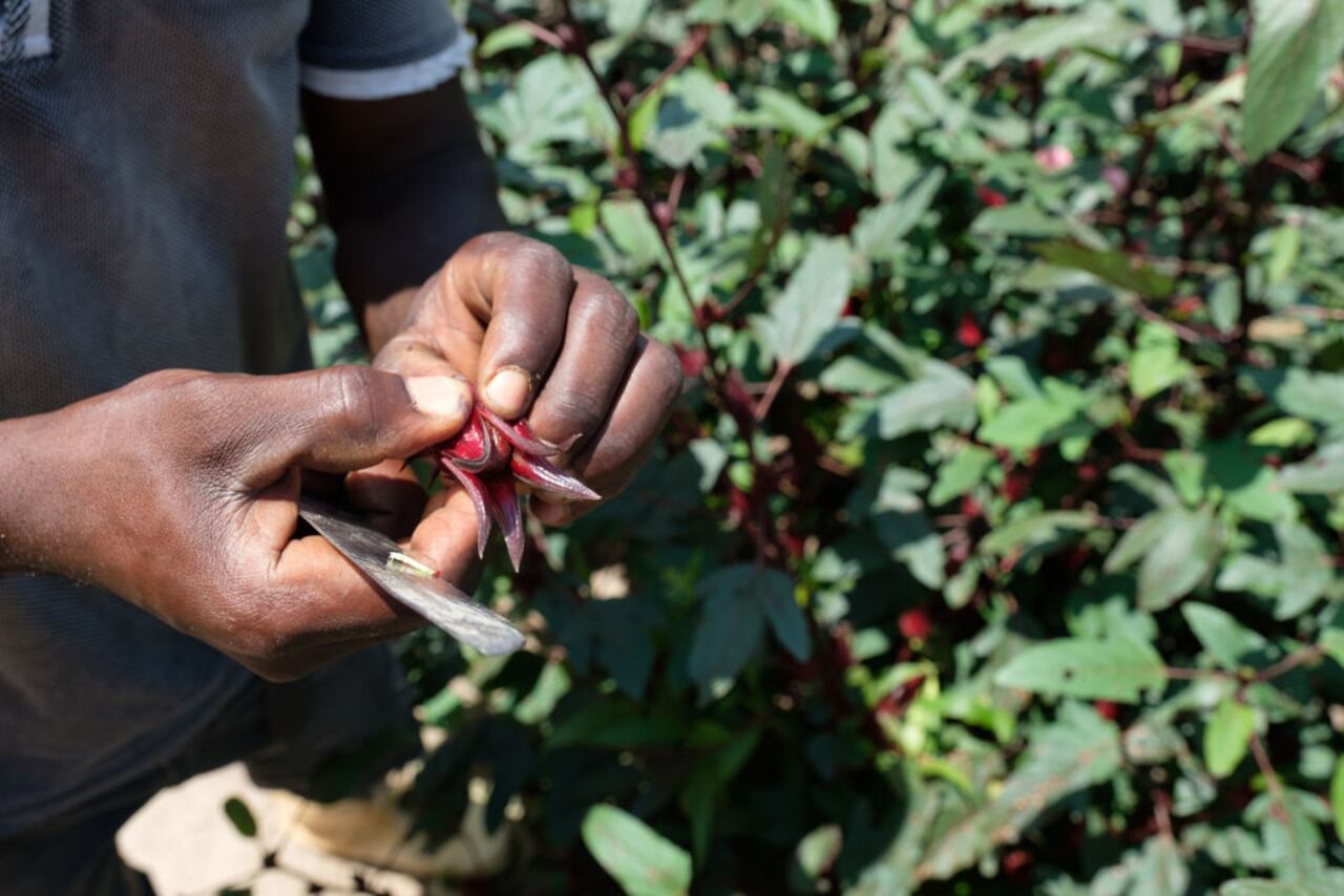 Una persona quitando el corazón del cáliz de hibisco el 25 de septiembre de 2018 en la isla Bunjako, distrito de Mpigi, Uganda. (Foto de Camille Delbos/Art In All of Us/Corbis vía Getty Images)